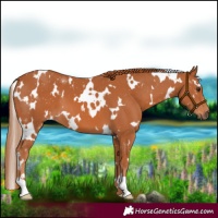 Horse Color:White Spotted Chestnut