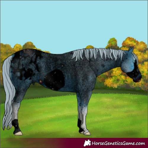 Horse Color:ERROR: UNKNOWN ANOMALY