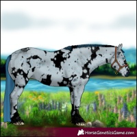 Horse Color:ERROR: UNKNOWN ANOMALY