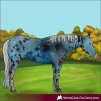 Horse Color:ERROR: UNKNOWN ANOMALY