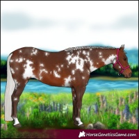 Horse Color:White Spotted Silver Brown 