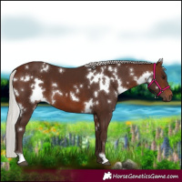 Horse Color:White Spotted Silver Brown 