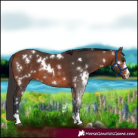 Horse Color:White Spotted Bay 