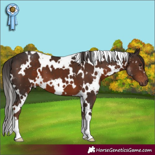 Horse Color:White Spotted Liver Chestnut 