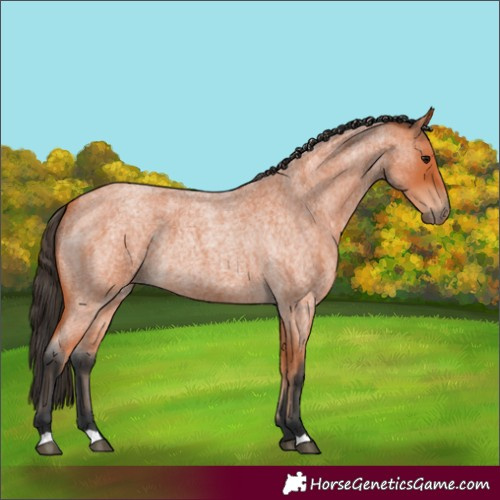 Horse Color:Bay Roan