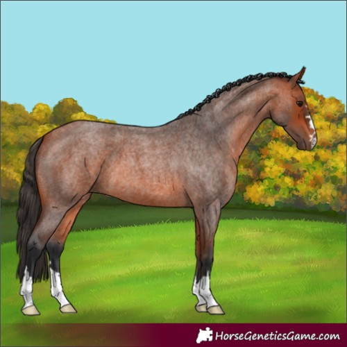 Horse Color:Bay Roan 