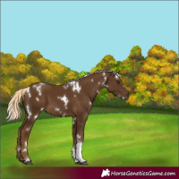 Horse Color:White Spotted Chocolate Palomino Tobiano 