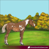 Horse Color:White Spotted Chocolate Palomino 