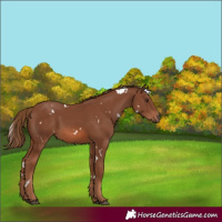 Horse Color:White Spotted Chestnut 