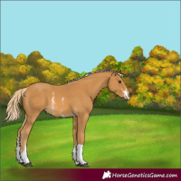Horse Color:Palomino Sabino Tobiano