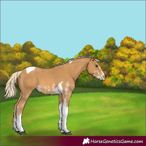Horse Color:Palomino Sabino Tobiano 