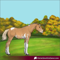 Horse Color:Palomino Sabino Tobiano 