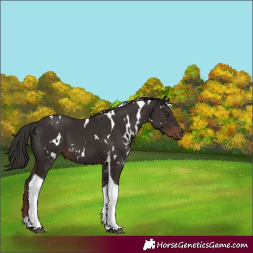 Horse Color:White Spotted Liver Chestnut Tobiano 