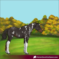 Horse Color:White Spotted Liver Chestnut Tobiano 