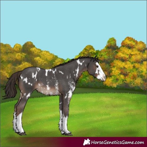 Horse Color:White Spotted Liver Chestnut Sabino Splash 