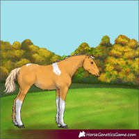 Horse Color:Palomino Tobiano 