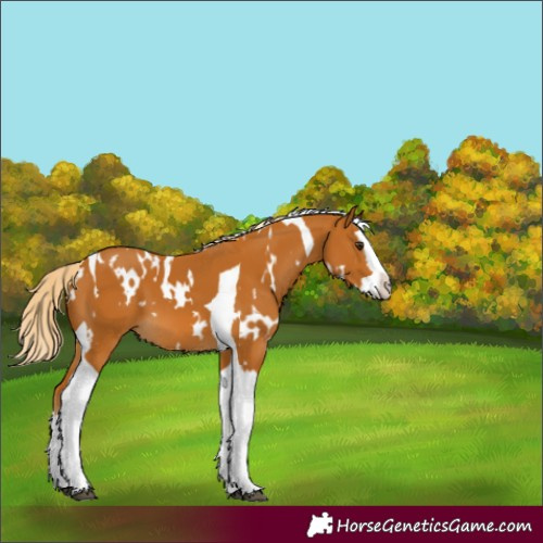 Horse Color:White Spotted Palomino Splash Tobiano