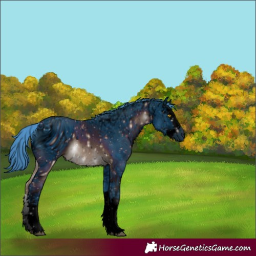 Horse Color:ERROR: UNKNOWN ANOMALY