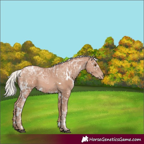 Horse Color:White Spotted Silver Black Ice Pearl