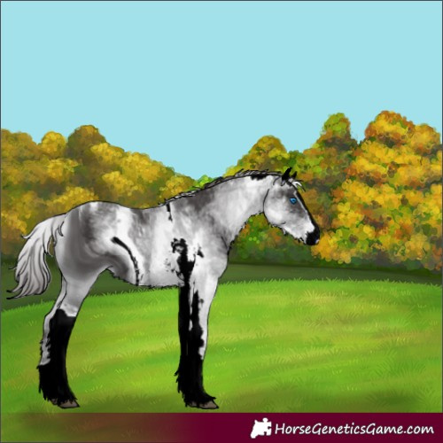 Horse Color:ERROR: UNKNOWN ANOMALY