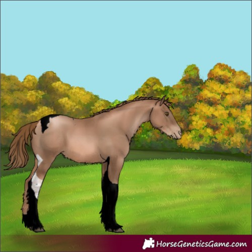 Horse Color:Liver Chestnut Pearl Tobiano 