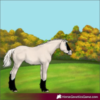 Horse Color:Cremello Splash