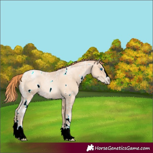 Horse Color:White Spotted Classic Champagne Ice Pearl Splash