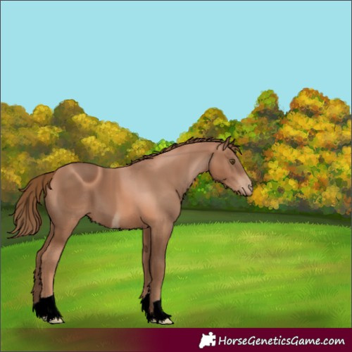 Horse Color:ERROR: UNKNOWN ANOMALY