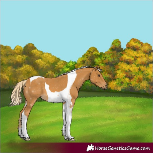 Horse Color:Palomino Tobiano 