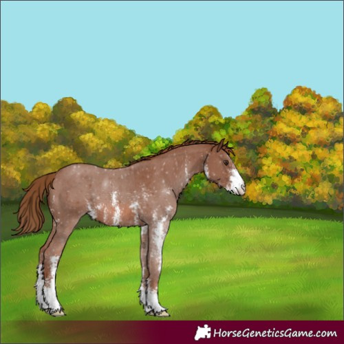 Horse Color:Chestnut Sabino 