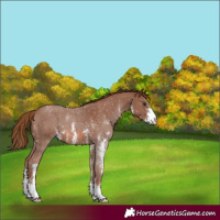 Horse Color:Chestnut Sabino