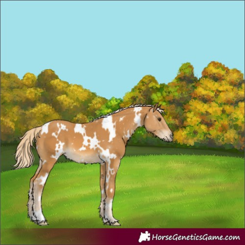 Horse Color:White Spotted Palomino