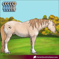 Horse Color:Gold Champagne Ice Tobiano