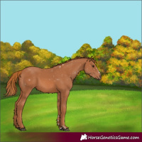 Horse Color:Chestnut 