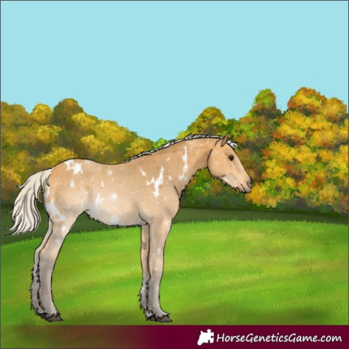 Horse Color:White Spotted Silver Buckskin
