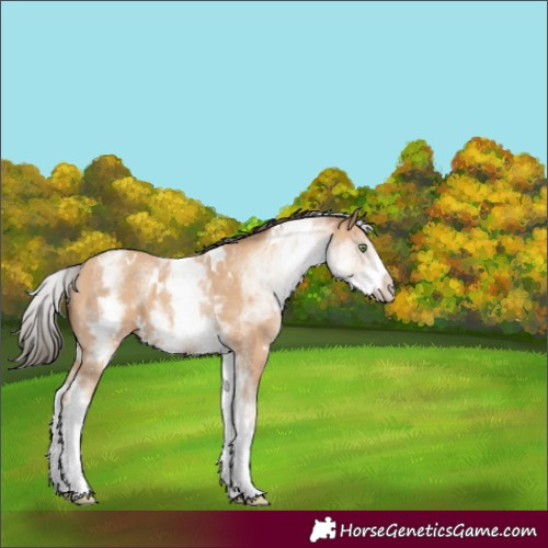 Horse Color:White Spotted Amber Champagne