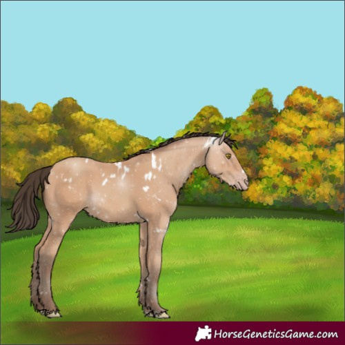 Horse Color:White Spotted Amber Champagne 