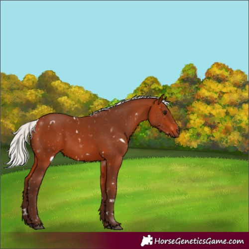Horse Color:White Spotted Silver Bay