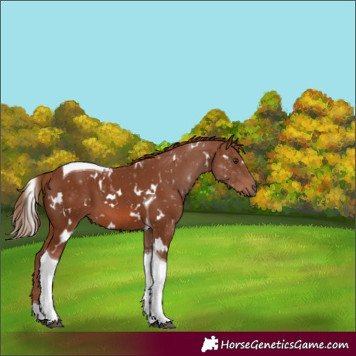 Horse Color:White Spotted Chestnut Tobiano 