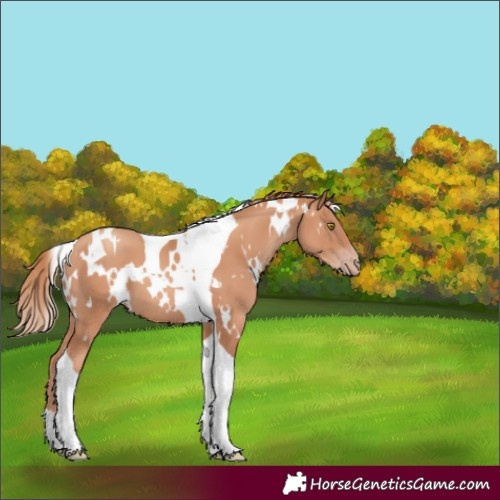 Horse Color:White Spotted Gold Champagne Tobiano