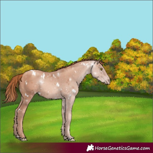 Horse Color:White Spotted Gold Champagne 
