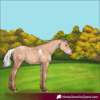 Horse Color:White Spotted Silver Amber Champagne