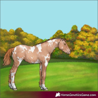 Horse Color:White Spotted Gold Champagne 