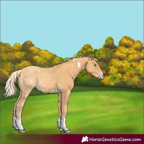 Horse Color:White Spotted Gold Cream Champagne Sabino