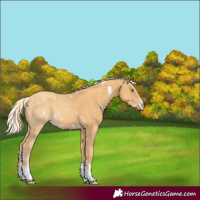 Horse Color:White Spotted Gold Cream Champagne Sabino