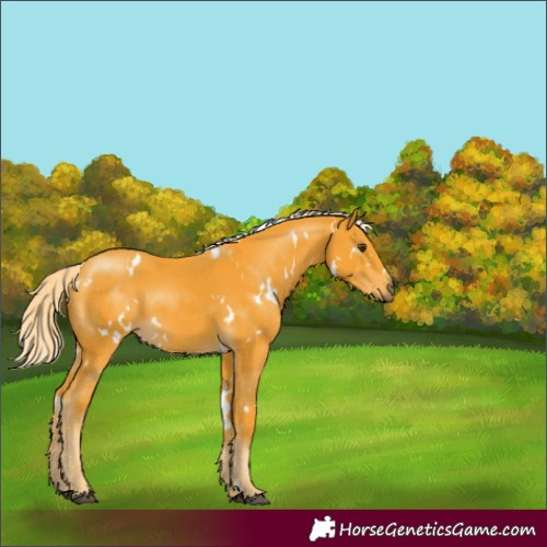Horse Color:White Spotted Palomino