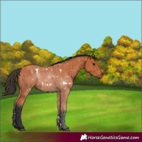 Horse Color:White Spotted Bay 