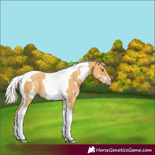 Horse Color:White Spotted Gold Cream Champagne Tobiano 