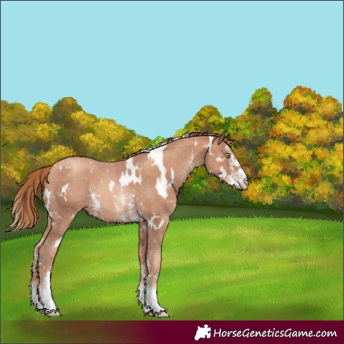 Horse Color:White Spotted Gold Champagne Sabino