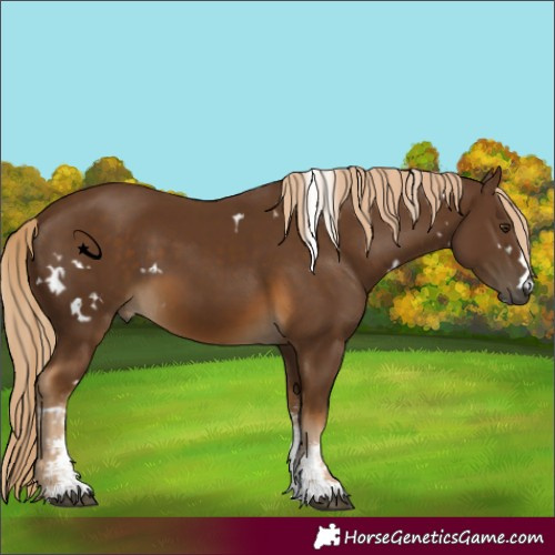 Horse Color:White Spotted Chocolate Palomino Sabino 